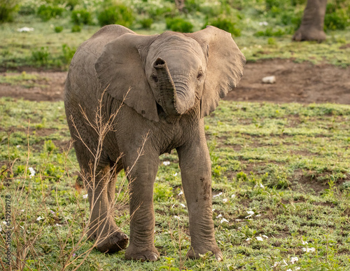 Elephant roaming the plains of Tanzania. 