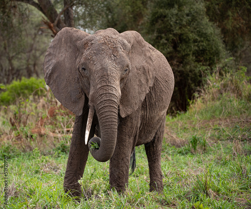 Elephant roaming the plains of Tanzania.  © ScottCanningImages