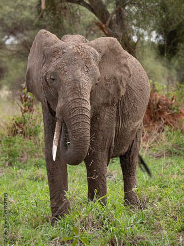 Elephant roaming the plains of Tanzania. 