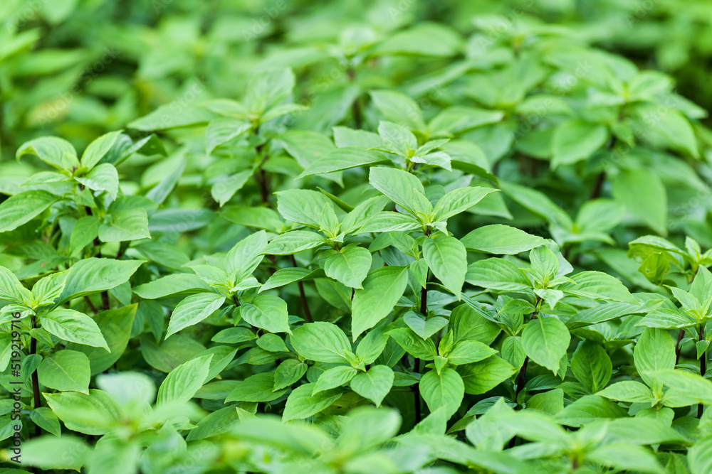The Basil is grown in Southeast Asia.