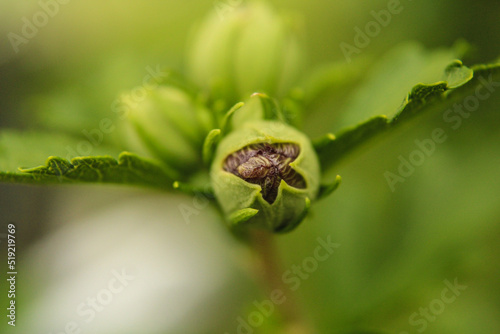 budding rose of sharon