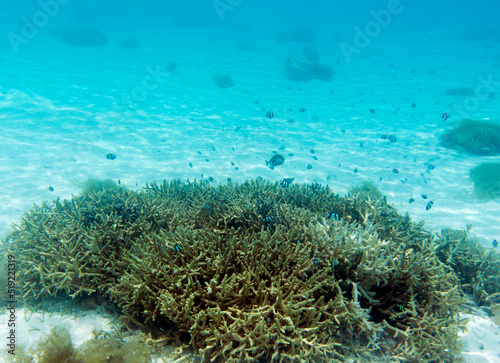 View of coral in lagoon