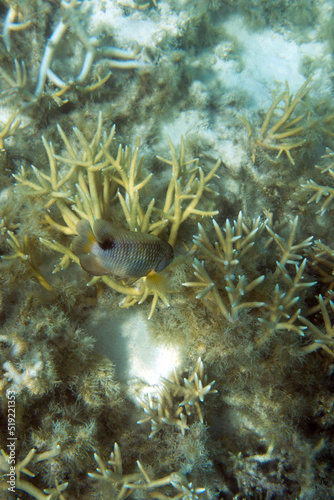 View of coral in lagoon