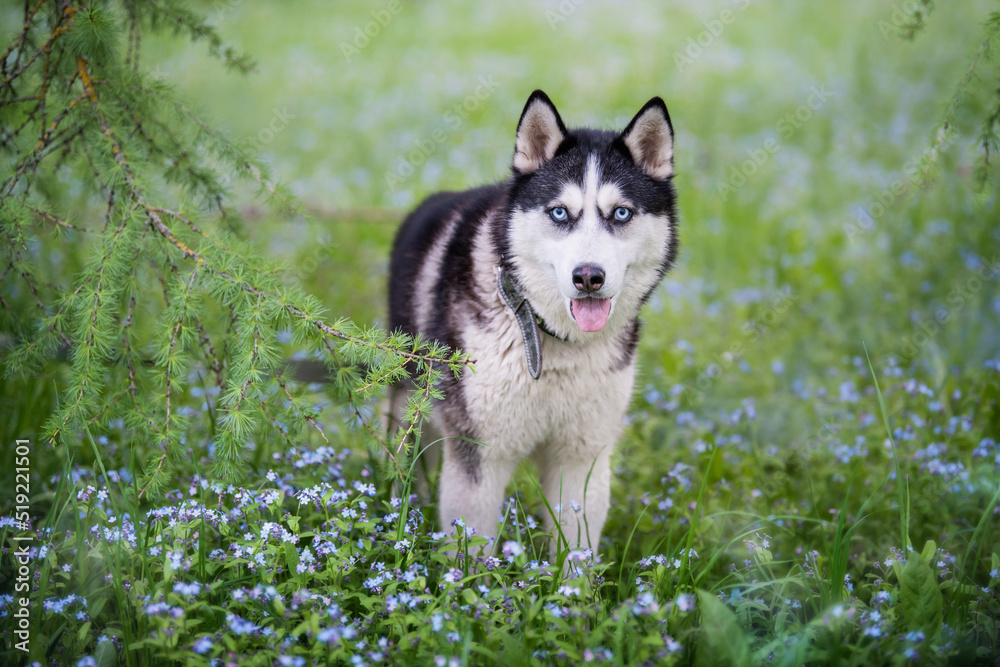 Black and white siberian husky is standing. Happy dog on the natural landscape. Blue eyes.