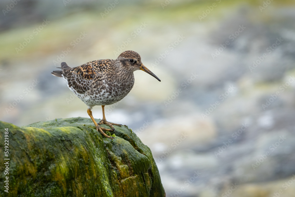 Purple Sandpiper foraging on a cliff of the Norwegian coast Purple Sandpiper foraging on a cliff of the Norwegian coast