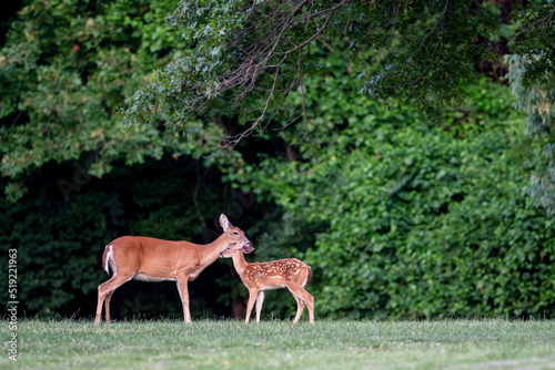 White-tailed deer fawn and doe