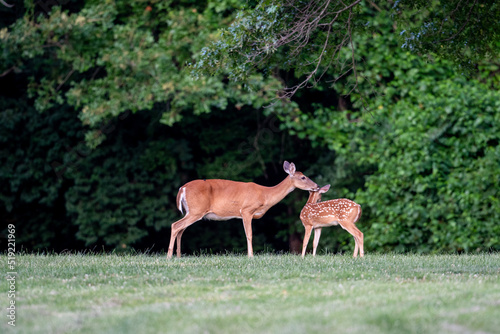 White-tailed deer fawn and doe