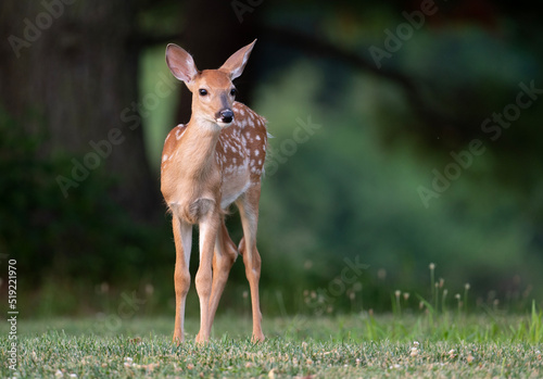 Obraz na płótnie White-tailed deer fawn w salonie