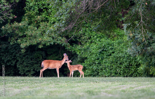 White-tailed deer fawn and doe