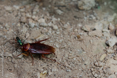 Portrait of a brown cockroach and a green insect together on a ground of earth, stones or rubble. © Thatha.Luz