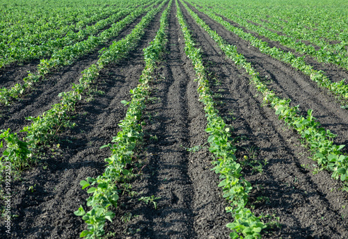 sowing field with green seedlings of plants