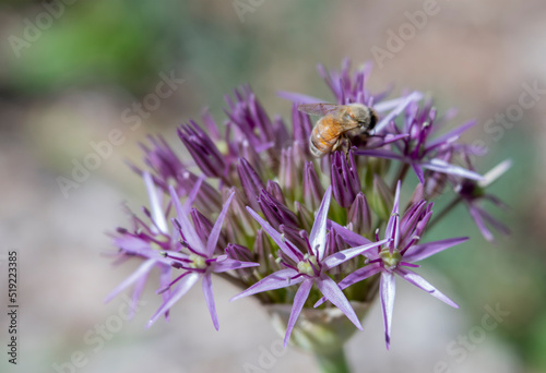 Honey Bee Gathering Pollen on Star-Shaped Little Purple Allium Flowers