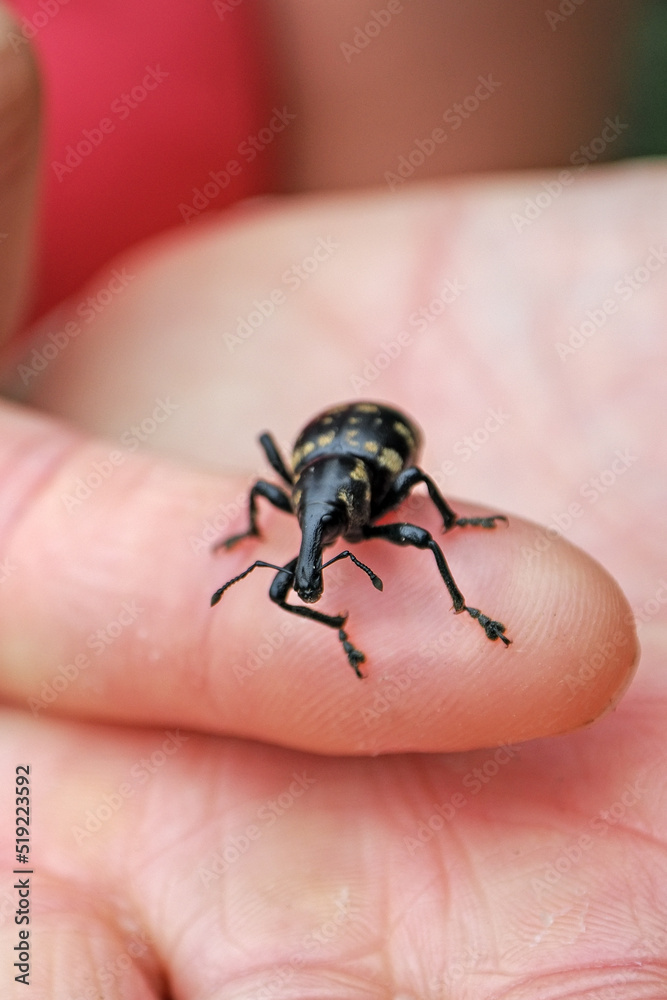 A klihoroh beetle crawling on a woman's finger. A klihoroh beetle crawling on a woman's finger.
