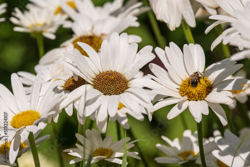 Honey bee draws nectar from a daisy flower and spreads pollen as it does so.  Shot in a garden in Toronto s Beaches neighbourhood in July.