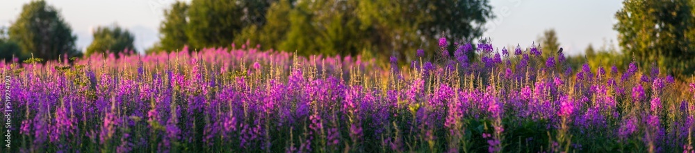 Wildflowers close-up in sunny day in summer meadow. Beautiful natural countryside landscape with blurry background Wildflowers close-up in sunny day in summer meadow. Beautiful natural countryside landscape with blurry background