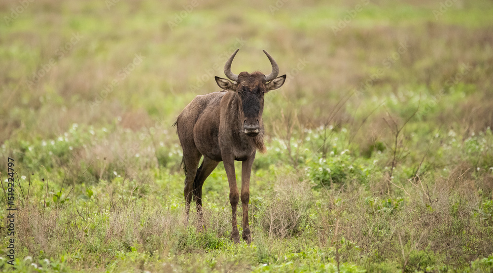 Wildebeest Heards Roaming Across the Plains of Tanzania during the Great Migration Birthing Season Wildebeest Heards Roaming Across the Plains of Tanzania during the Great Migration Birthing Season