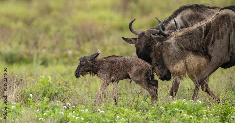 Wildebeest Heards Roaming Across the Plains of Tanzania during the Great Migration Birthing Season Wildebeest Heards Roaming Across the Plains of Tanzania during the Great Migration Birthing Season