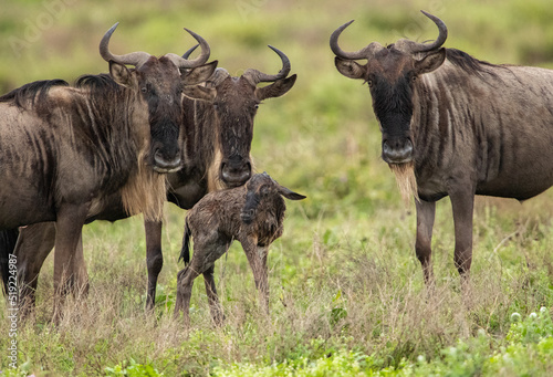 Wildebeest Heards Roaming Across the Plains of Tanzania during the Great Migration Birthing Season