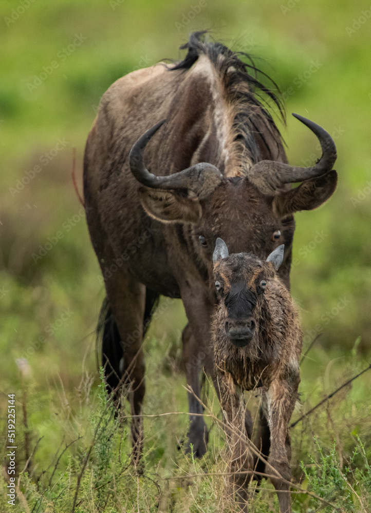 Wildebeest Heards Roaming Across the Plains of Tanzania during the Great Migration Birthing Season Wildebeest Heards Roaming Across the Plains of Tanzania during the Great Migration Birthing Season