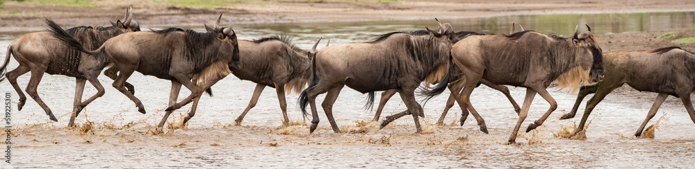 Wildebeest Heards Roaming Across the Plains of Tanzania during the Great Migration Birthing Season Wildebeest Heards Roaming Across the Plains of Tanzania during the Great Migration Birthing Season