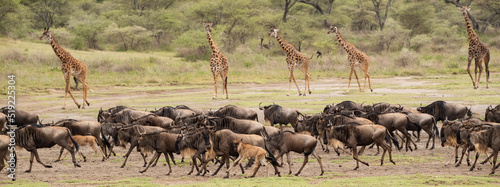 Wildebeest Heards Roaming Across the Plains of Tanzania during the Great Migration Birthing Season photo