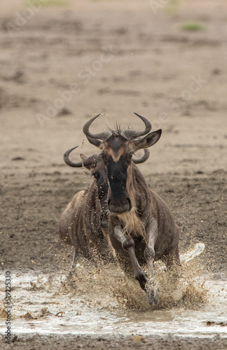 Wildebeest Heards Roaming Across the Plains of Tanzania during the Great Migration Birthing Season