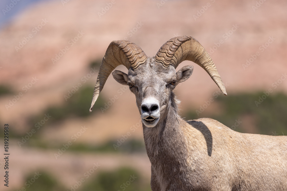 Bighorn Sheep Ram in Summer in Montana Bighorn Sheep Ram in Summer in Montana