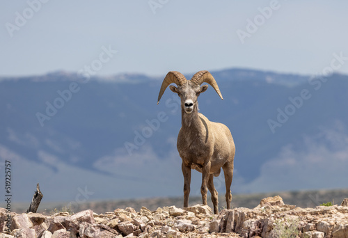 Bighorn Sheep Ram in Summer in Montana