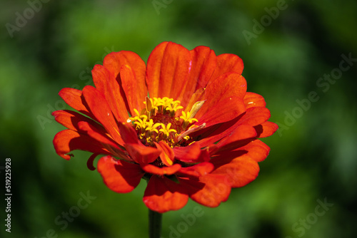 Orange flower on a green background.