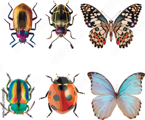 Set of graphical hand-drawn bugs, butterfly	