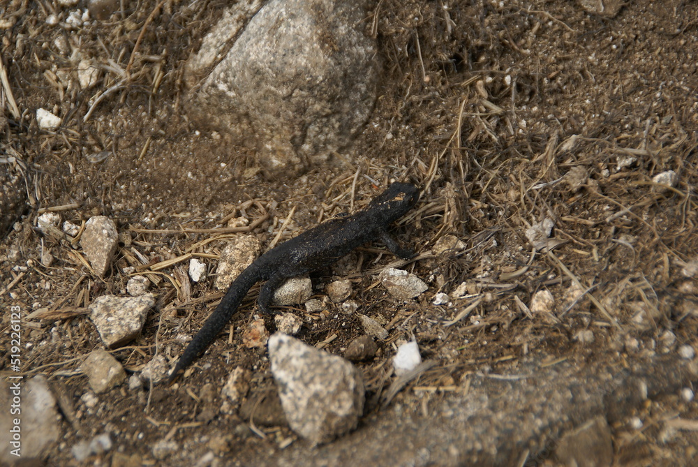 Tritón Tritón