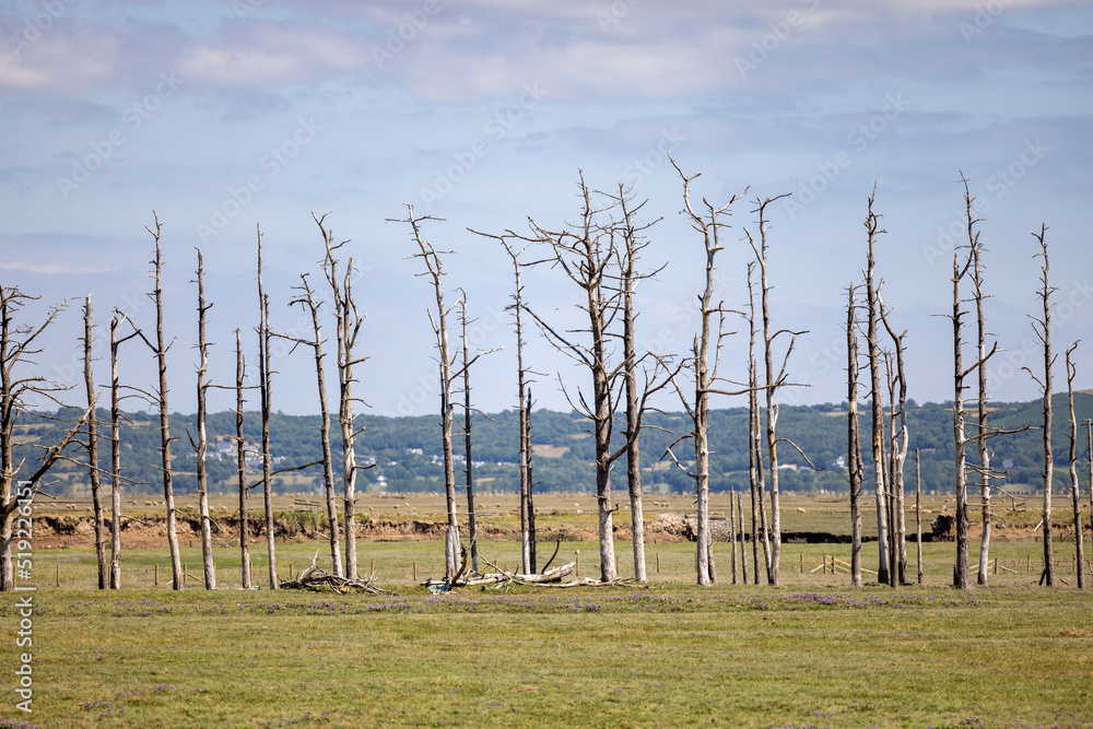 Obraz premium Row of dead trees in Wales