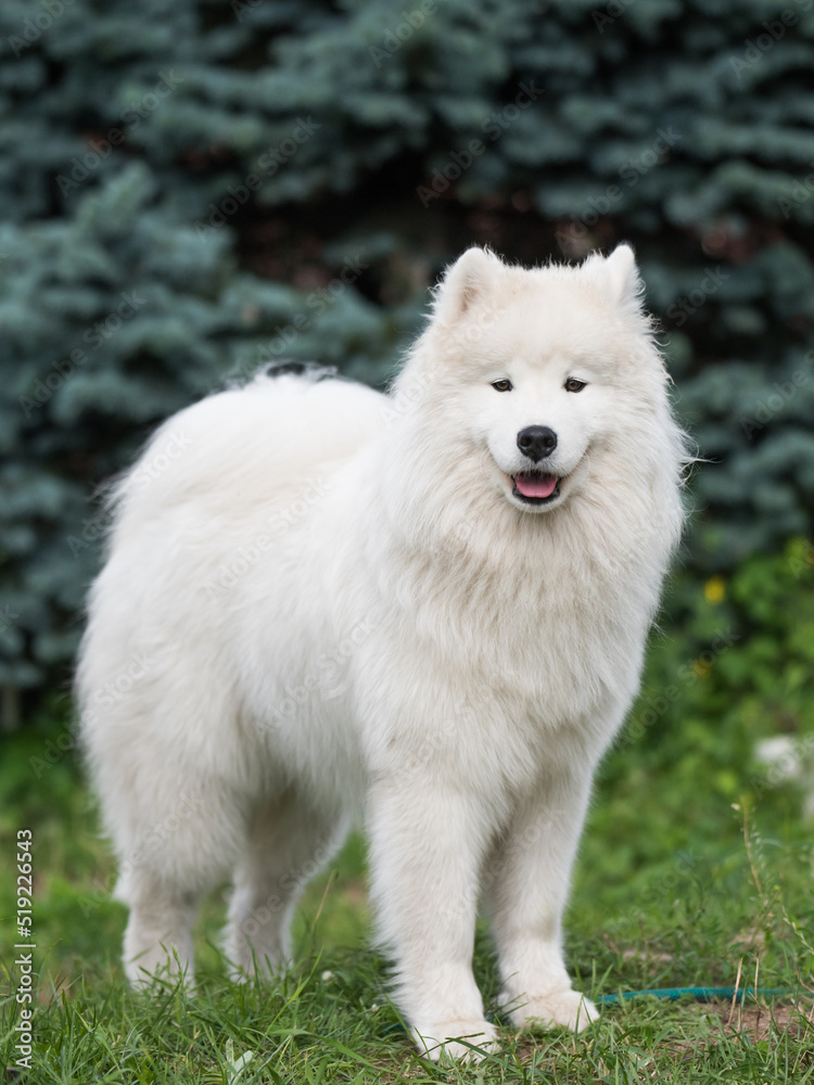 White Samoyed puppy sits on the green grass. Dog in nature, a walk in the park White Samoyed puppy sits on the green grass. Dog in nature, a walk in the park