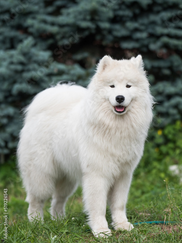 White Samoyed puppy sits on the green grass. Dog in nature, a walk in the park