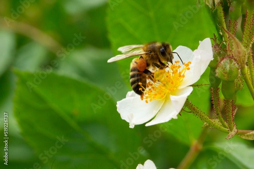 Vielblütige Rose mit Biene (Rosa multiflora)