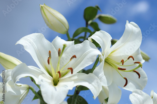 Lilium Candidum flower on blue background. White Madonna Lily.  Easter Lily flowers greeting card with copy space. Valentines day. Mothers day. Liliaceae. White Lilium Longiflorum with dewdrops