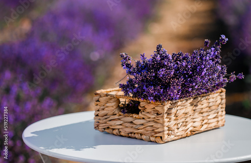 Basket with beautiful lavender in the field in Provance. Harvesting season