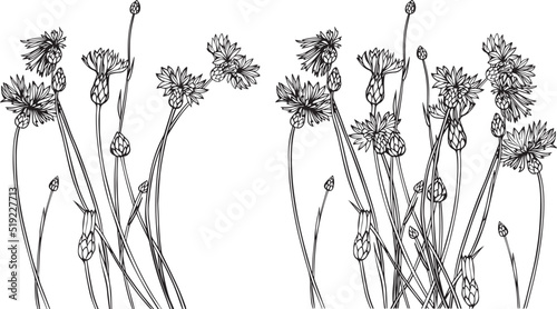 Set of herbs and wild flowers. Hand drawn floral elements. Vector illustration. Burdock flowers. 