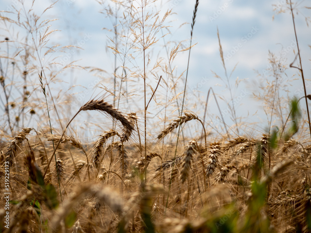 Obraz premium kłos pszenicy w promieniach słońca, łan, owies, zboże 