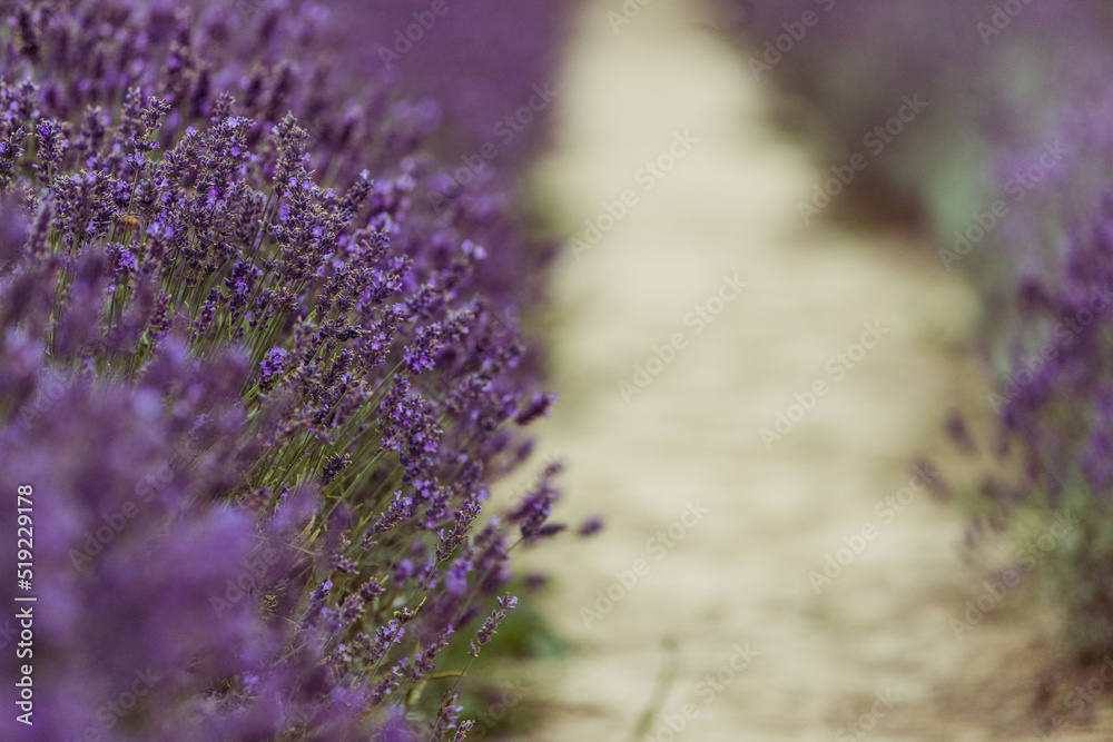 Naklejka premium Soft and selective focus on lavender flower, beautiful lavender