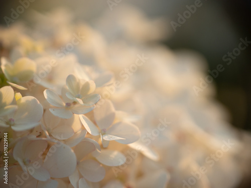 Fototapeta białe kwiaty, macro, rozmyte tło