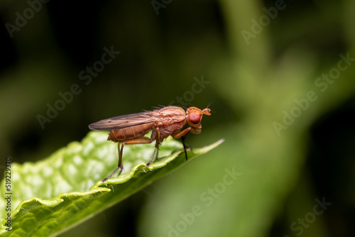 Drosophila suzukii, commonly called the spotted wing drosophila or SWD, ice fruit fly. originally from southeast Asia, is becoming a major pest species in America and Europe on the poppy fly