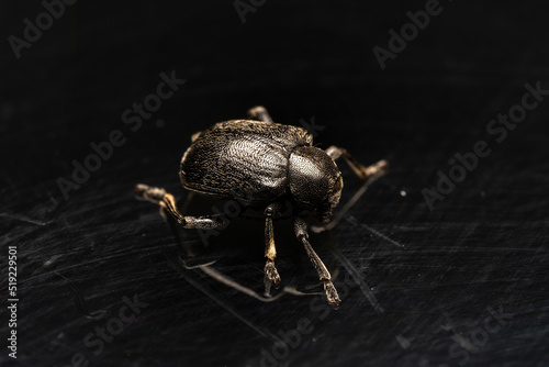 The alder leaf beetle Agelastica alni on a black background photo