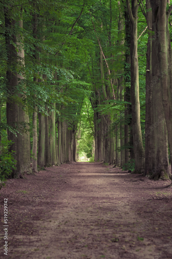 Tree-lined hiking path in Mastenbos in Kapellen, Belgium. Tree-lined hiking path in Mastenbos in Kapellen, Belgium.
