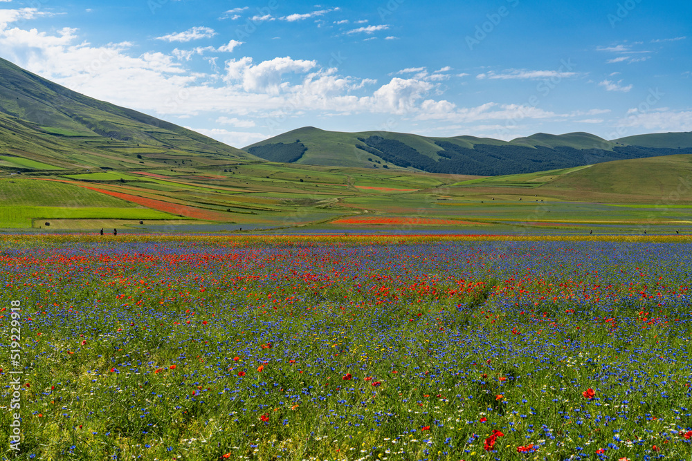 Lentil flowering with poppies and cornflowers in Castelluccio di Norcia, Italy