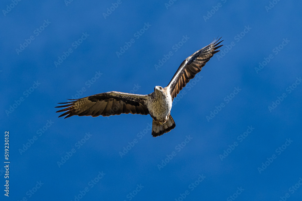 Griffon vultures, Gyps fulvus flying around the Serrania de Cuenca at Una, Spain. Griffon vultures, Gyps fulvus flying around the Serrania de Cuenca at Una, Spain.