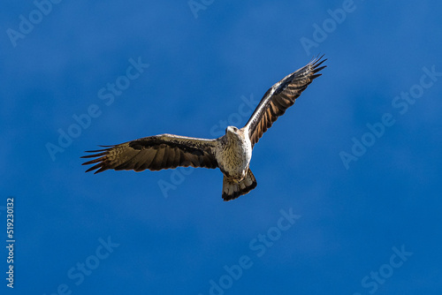 Griffon vultures  Gyps fulvus flying around the Serrania de Cuenca at Una  Spain.