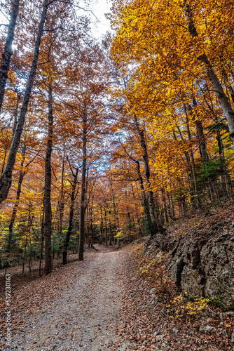 Colorful beech fall forest in Ordesa and Monte Perdido NP, Pyrenees, Aragon in Spain