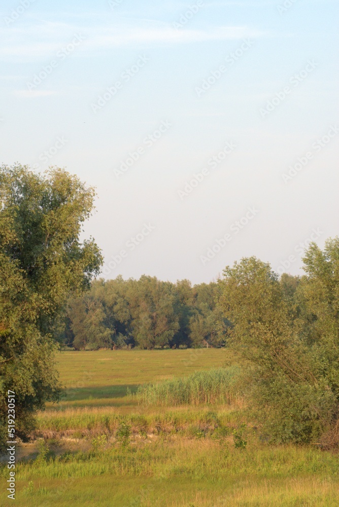 Dried swamps of Kopacki rit in summer when there's no rain on a sight and surrounding rivers Drava and Danube are low below average