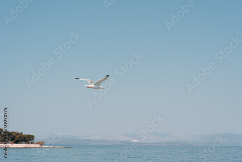 A lone seagull flies over the sea against the backdrop of mountains.